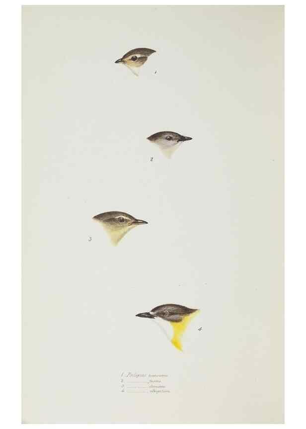 Reproducción/Reproduction 28686954423: A synopsis of the birds of Australia, and the adjacent Islands /. London :John Gould,1837.