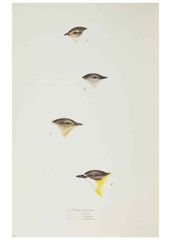Reproducción/Reproduction 28686954423: A synopsis of the birds of Australia, and the adjacent Islands /. London :John Gould,1837.