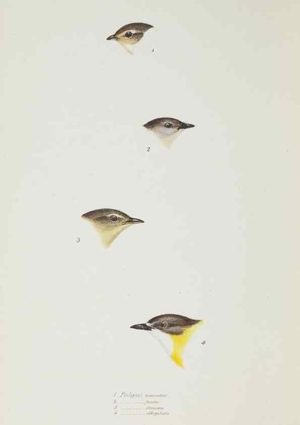 Reproducción/Reproduction 28686954423: A synopsis of the birds of Australia, and the adjacent Islands /. London :John Gould,1837.