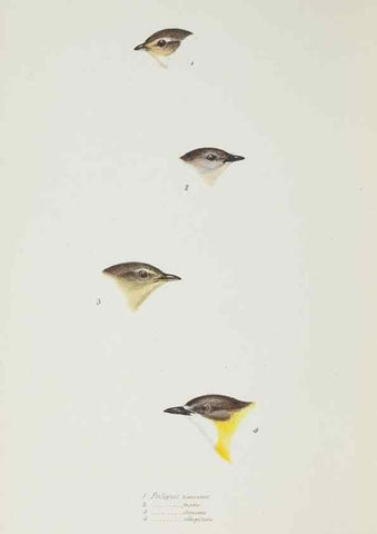 Reproducción/Reproduction 28686954423: A synopsis of the birds of Australia, and the adjacent Islands /. London :John Gould,1837.
