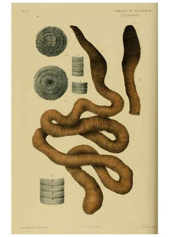 Reproducción/Reproduction 28889552544: Natural history of Victoria.. Melbourne,J.Ferres, government printer;1885-90.