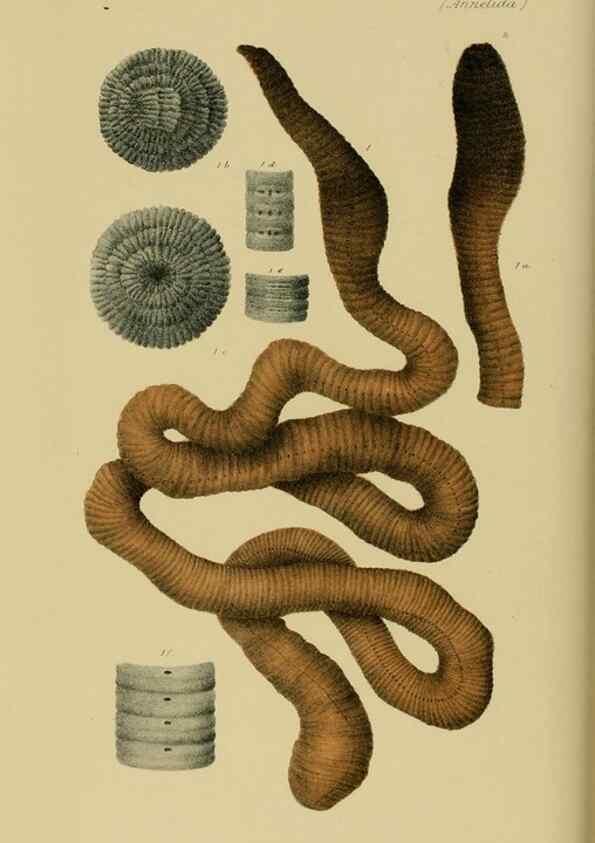 Reproducción/Reproduction 28889552544: Natural history of Victoria.. Melbourne,J.Ferres, government printer;1885-90.