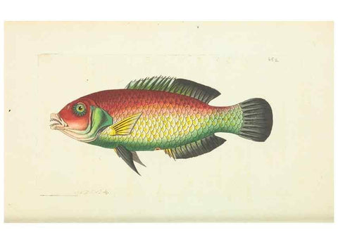 Reproducción/Reproduction 28731026693: The naturalist's miscellany, or Coloured figures of natural objects. London :Printed for Nodder & Co.,1789-1813