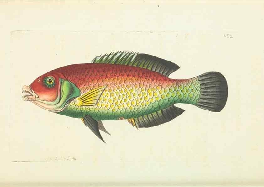 Reproducción/Reproduction 28731026693: The naturalist's miscellany, or Coloured figures of natural objects. London :Printed for Nodder & Co.,1789-1813