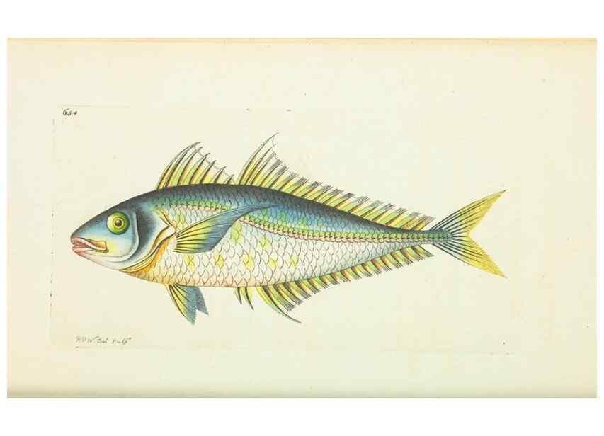 Reproducción/Reproduction 28728988494: The naturalist's miscellany, or Coloured figures of natural objects. London :Printed for Nodder & Co.,1789-1813