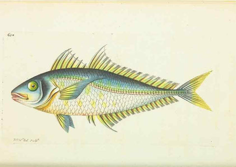 Reproducción/Reproduction 28728988494: The naturalist's miscellany, or Coloured figures of natural objects. London :Printed for Nodder & Co.,1789-1813