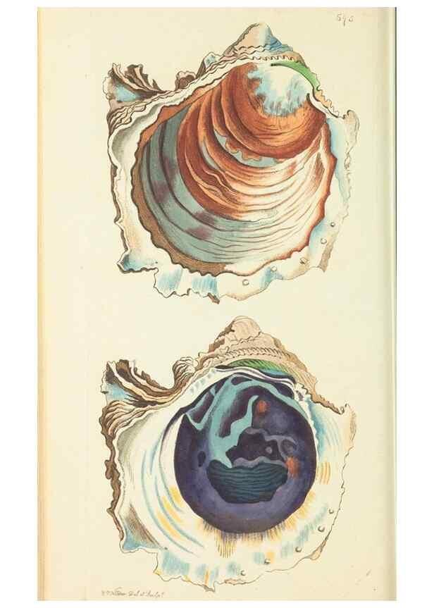Reproducción/Reproduction 29273633921: The naturalist's miscellany, or Coloured figures of natural objects. London :Printed for Nodder & Co.,1789-1813