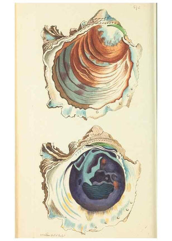 Reproducción/Reproduction 29273633921: The naturalist's miscellany, or Coloured figures of natural objects. London :Printed for Nodder & Co.,1789-1813