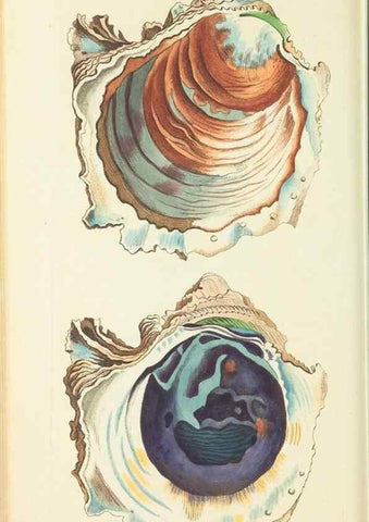 Reproducción/Reproduction 29273633921: The naturalist's miscellany, or Coloured figures of natural objects. London :Printed for Nodder & Co.,1789-1813