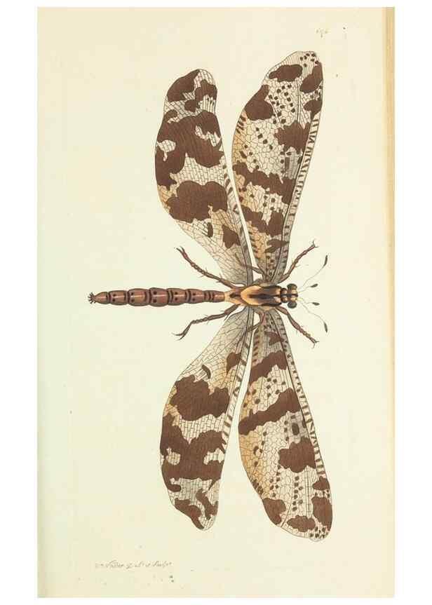 Reproducción/Reproduction 29064894790: The naturalist's miscellany, or Coloured figures of natural objects. London :Printed for Nodder & Co.,1789-1813