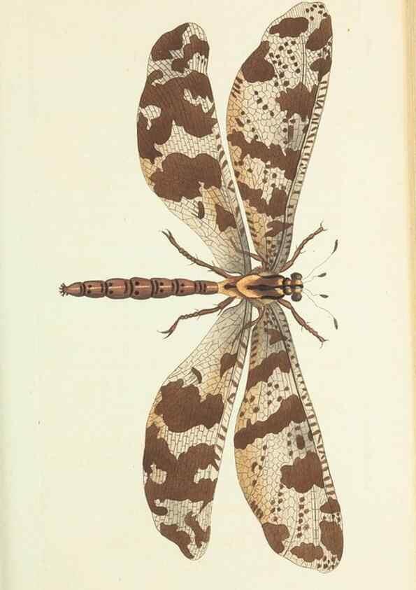 Reproducción/Reproduction 29064894790: The naturalist's miscellany, or Coloured figures of natural objects. London :Printed for Nodder & Co.,1789-1813