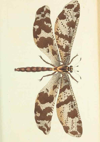Reproducción/Reproduction 29064894790: The naturalist's miscellany, or Coloured figures of natural objects. London :Printed for Nodder & Co.,1789-1813