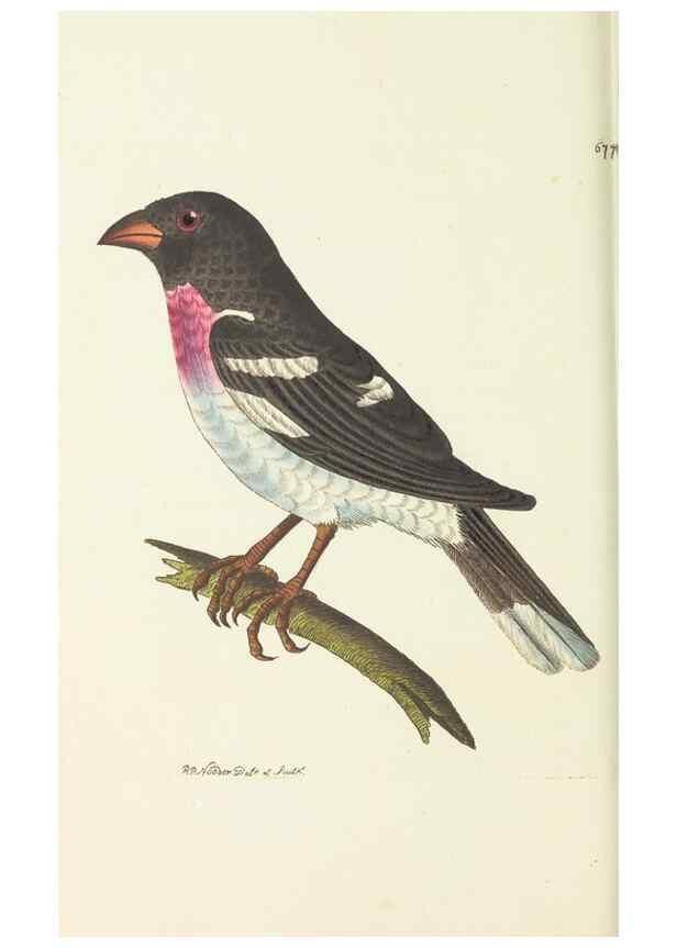 Reproducción/Reproduction 29318844096: The naturalist's miscellany, or Coloured figures of natural objects. London :Printed for Nodder & Co.,1789-1813