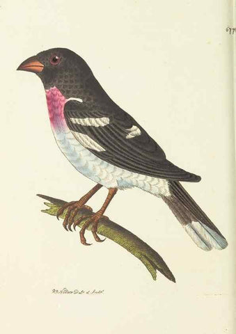 Reproducción/Reproduction 29318844096: The naturalist's miscellany, or Coloured figures of natural objects. London :Printed for Nodder & Co.,1789-1813