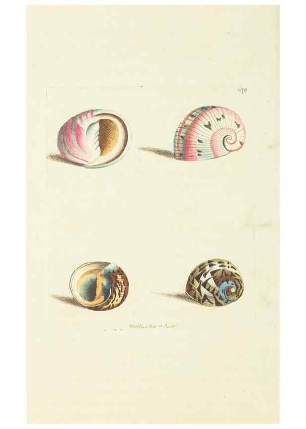 Reproducción/Reproduction 28729083354: The naturalist's miscellany, or Coloured figures of natural objects. London :Printed for Nodder & Co.,1789-1813