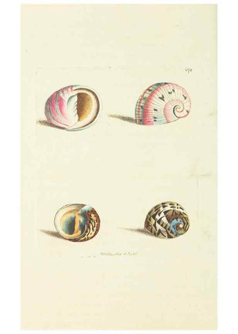 Reproducción/Reproduction 28729083354: The naturalist's miscellany, or Coloured figures of natural objects. London :Printed for Nodder & Co.,1789-1813