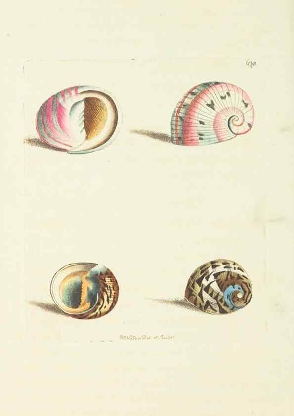 Reproducción/Reproduction 28729083354: The naturalist's miscellany, or Coloured figures of natural objects. London :Printed for Nodder & Co.,1789-1813