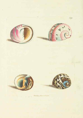 Reproducción/Reproduction 28729083354: The naturalist's miscellany, or Coloured figures of natural objects. London :Printed for Nodder & Co.,1789-1813