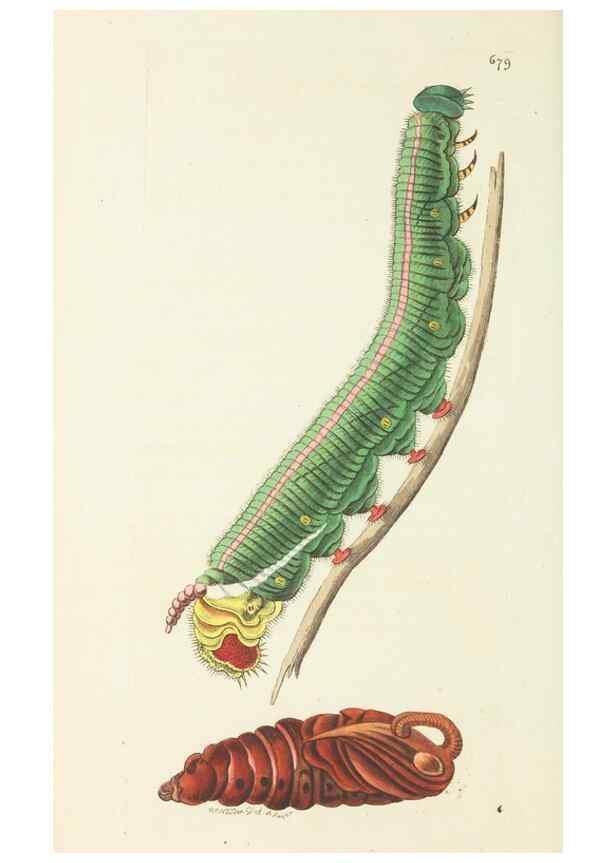 Reproducción/Reproduction 28729087324: The naturalist's miscellany, or Coloured figures of natural objects. London :Printed for Nodder & Co.,1789-1813