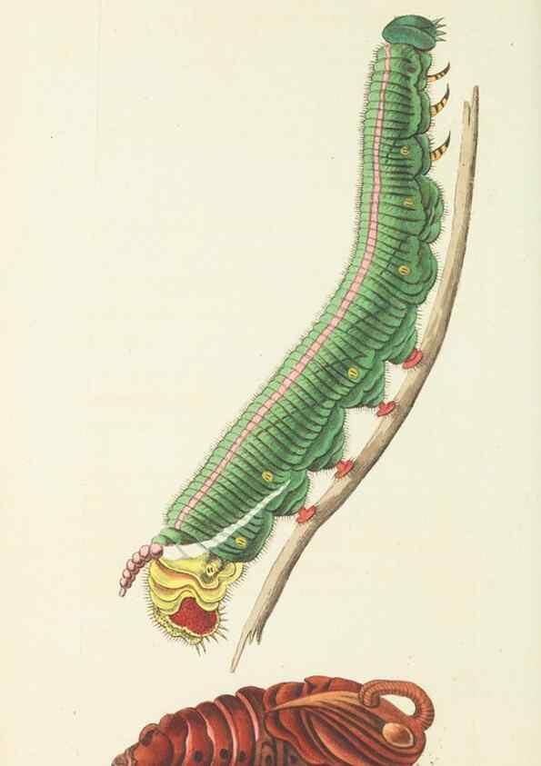 Reproducción/Reproduction 28729087324: The naturalist's miscellany, or Coloured figures of natural objects. London :Printed for Nodder & Co.,1789-1813
