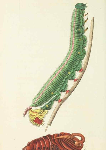Reproducción/Reproduction 28729087324: The naturalist's miscellany, or Coloured figures of natural objects. London :Printed for Nodder & Co.,1789-1813