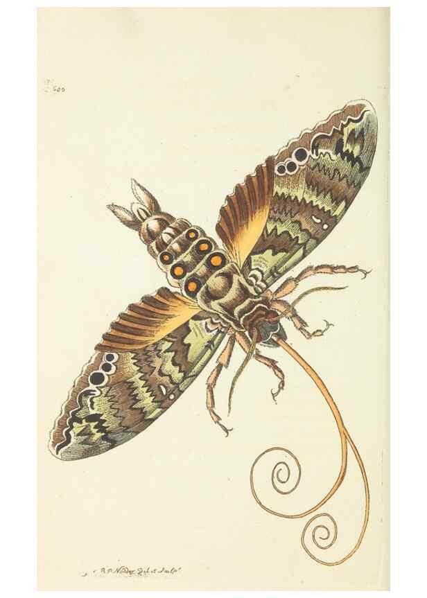 Reproducción/Reproduction 29352084845: The naturalist's miscellany, or Coloured figures of natural objects. London :Printed for Nodder & Co.,1789-1813