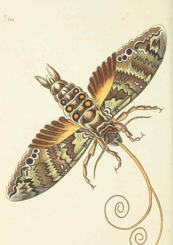 Reproducción/Reproduction 29352084845: The naturalist's miscellany, or Coloured figures of natural objects. London :Printed for Nodder & Co.,1789-1813