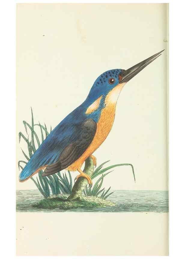 Reproducción/Reproduction 29273646231: The naturalist's miscellany, or Coloured figures of natural objects. London :Printed for Nodder & Co.,1789-1813