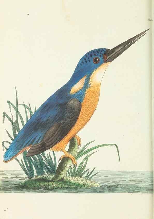 Reproducción/Reproduction 29273646231: The naturalist's miscellany, or Coloured figures of natural objects. London :Printed for Nodder & Co.,1789-1813