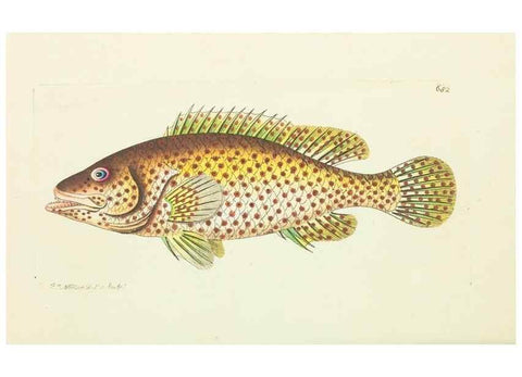 Reproducción/Reproduction 28729099654: The naturalist's miscellany, or Coloured figures of natural objects. London :Printed for Nodder & Co.,1789-1813