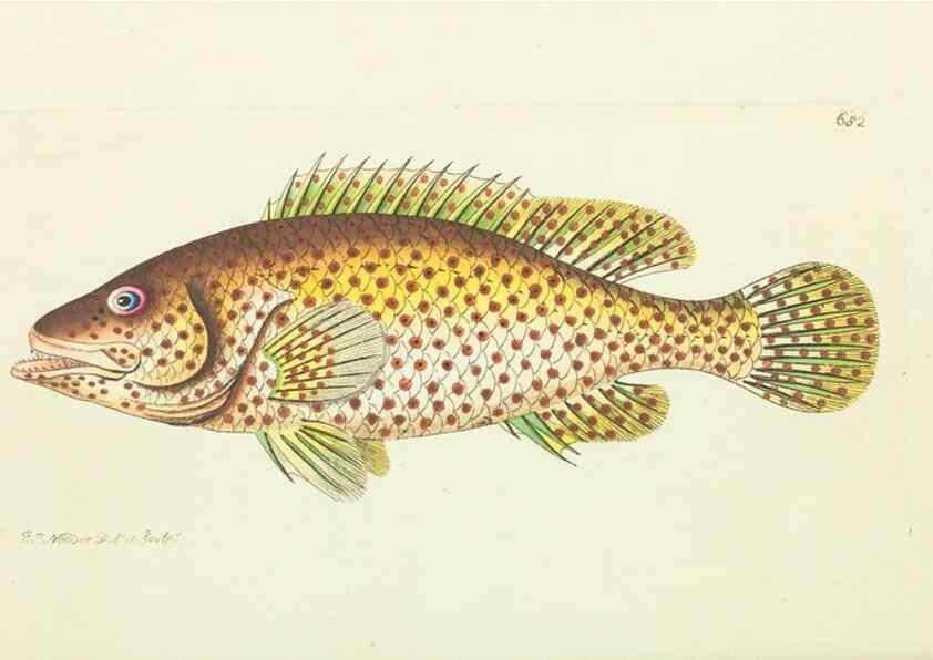 Reproducción/Reproduction 28729099654: The naturalist's miscellany, or Coloured figures of natural objects. London :Printed for Nodder & Co.,1789-1813
