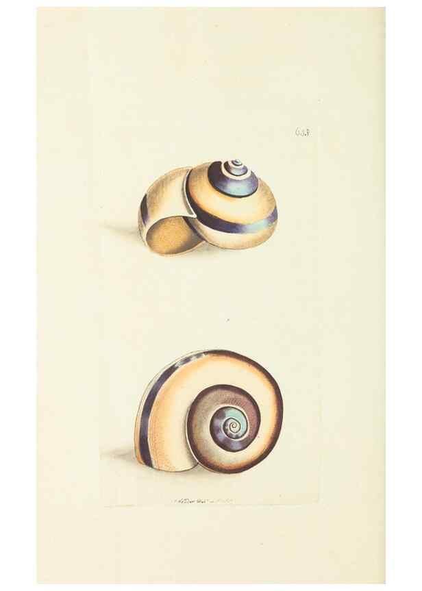 Reproducción/Reproduction 28729102684: The naturalist's miscellany, or Coloured figures of natural objects. London :Printed for Nodder & Co.,1789-1813
