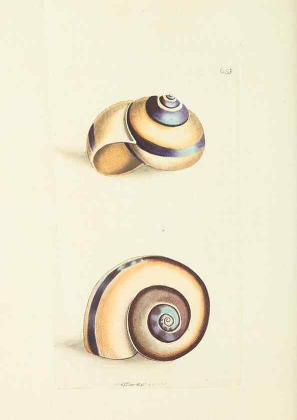 Reproducción/Reproduction 28729102684: The naturalist's miscellany, or Coloured figures of natural objects. London :Printed for Nodder & Co.,1789-1813