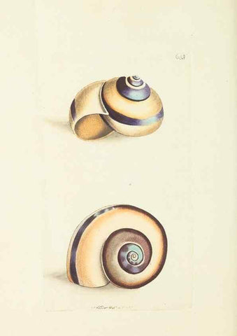 Reproducción/Reproduction 28729102684: The naturalist's miscellany, or Coloured figures of natural objects. London :Printed for Nodder & Co.,1789-1813