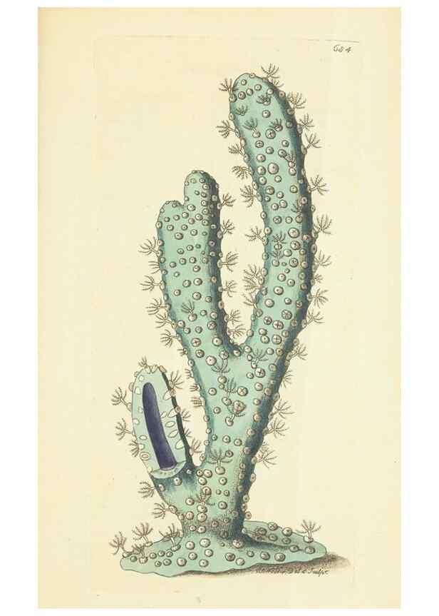 Reproducción/Reproduction 28729106384: The naturalist's miscellany, or Coloured figures of natural objects. London :Printed for Nodder & Co.,1789-1813