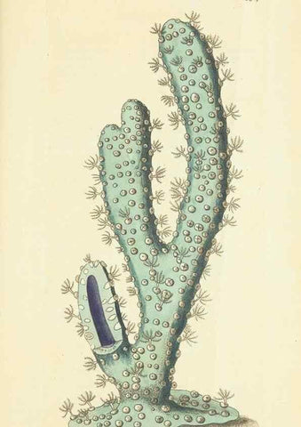 Reproducción/Reproduction 28729106384: The naturalist's miscellany, or Coloured figures of natural objects. London :Printed for Nodder & Co.,1789-1813