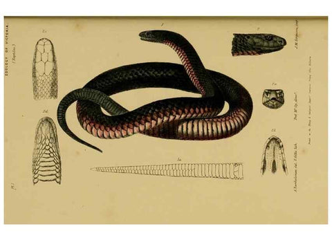Reproducción/Reproduction 29434169811: Natural history of Victoria.. Melbourne,J.Ferres, government printer;1885-90.