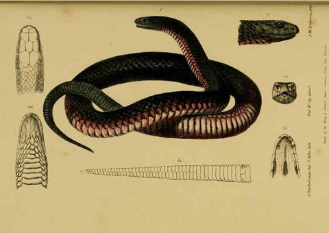 Reproducción/Reproduction 29434169811: Natural history of Victoria.. Melbourne,J.Ferres, government printer;1885-90.