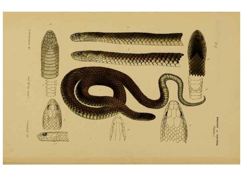 Reproducción/Reproduction 29405687722: Natural history of Victoria.. Melbourne,J.Ferres, government printer;1885-90.