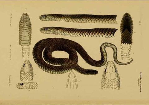 Reproducción/Reproduction 29405687722: Natural history of Victoria.. Melbourne,J.Ferres, government printer;1885-90.