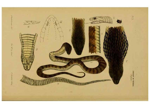 Reproducción/Reproduction 29405690682: Natural history of Victoria.. Melbourne,J.Ferres, government printer;1885-90.