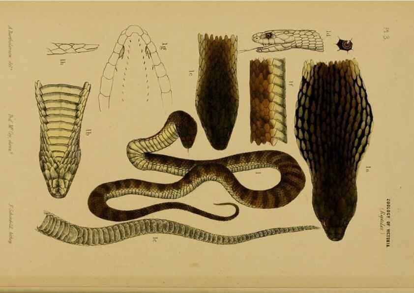 Reproducción/Reproduction 29405690682: Natural history of Victoria.. Melbourne,J.Ferres, government printer;1885-90.