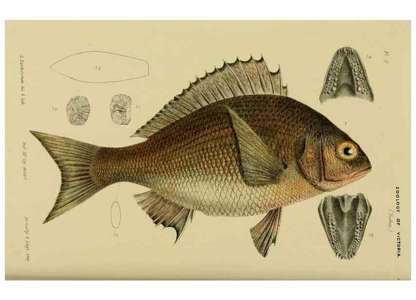 Reproducción/Reproduction 29480141826: Natural history of Victoria.. Melbourne,J.Ferres, government printer;1885-90.
