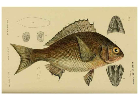 Reproducción/Reproduction 29480141826: Natural history of Victoria.. Melbourne,J.Ferres, government printer;1885-90.