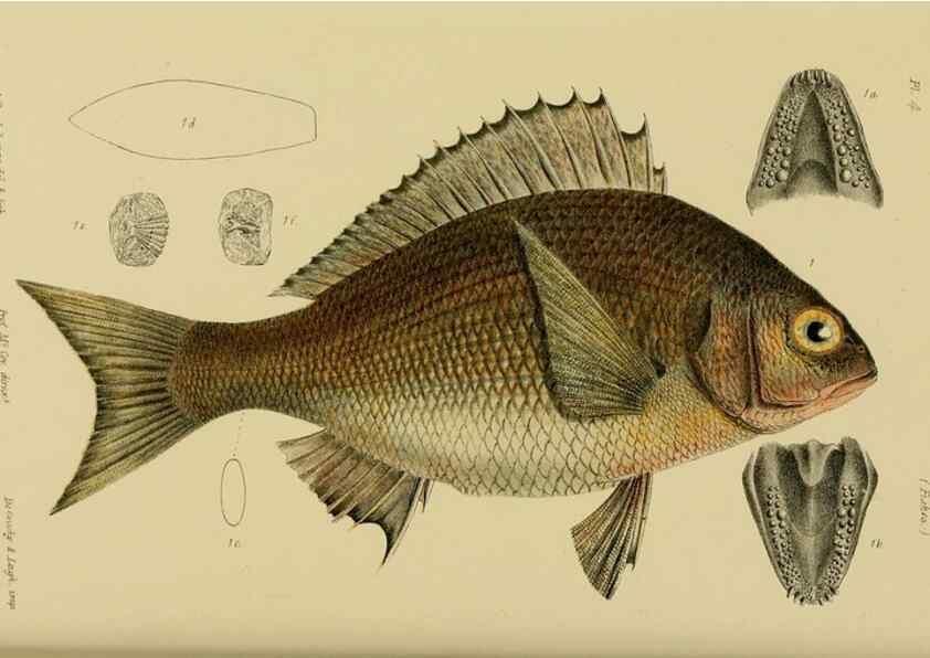 Reproducción/Reproduction 29480141826: Natural history of Victoria.. Melbourne,J.Ferres, government printer;1885-90.