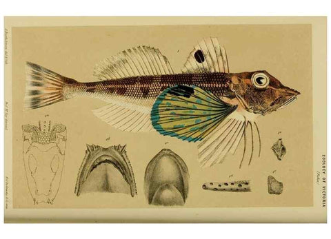 Reproducción/Reproduction 29405695112: Natural history of Victoria.. Melbourne,J.Ferres, government printer;1885-90.