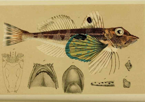 Reproducción/Reproduction 29405695112: Natural history of Victoria.. Melbourne,J.Ferres, government printer;1885-90.