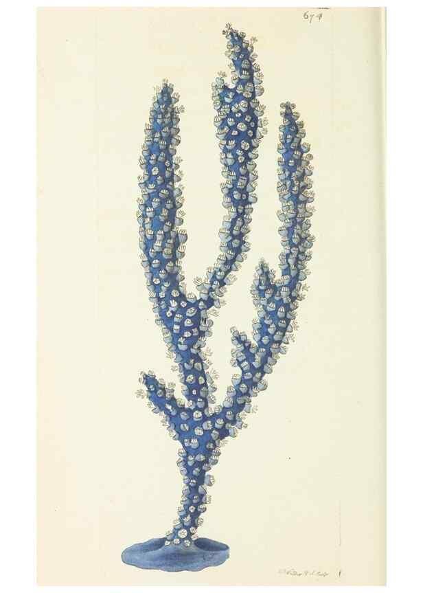 Reproducción/Reproduction 29318836246: The naturalist's miscellany, or Coloured figures of natural objects. London :Printed for Nodder & Co.,1789-1813