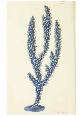 Reproducción/Reproduction 29318836246: The naturalist's miscellany, or Coloured figures of natural objects. London :Printed for Nodder & Co.,1789-1813