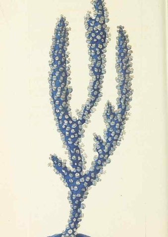 Reproducción/Reproduction 29318836246: The naturalist's miscellany, or Coloured figures of natural objects. London :Printed for Nodder & Co.,1789-1813